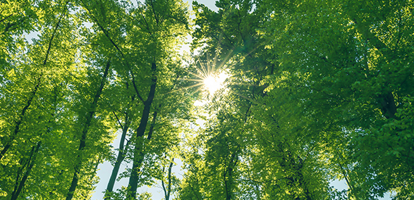 Environmental Sustainability