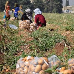 BlueField Agriculture Lebanon Demonstrated High-Yield Potato Variety
